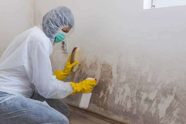 Best Black Mold Remediation in Edgar, WI