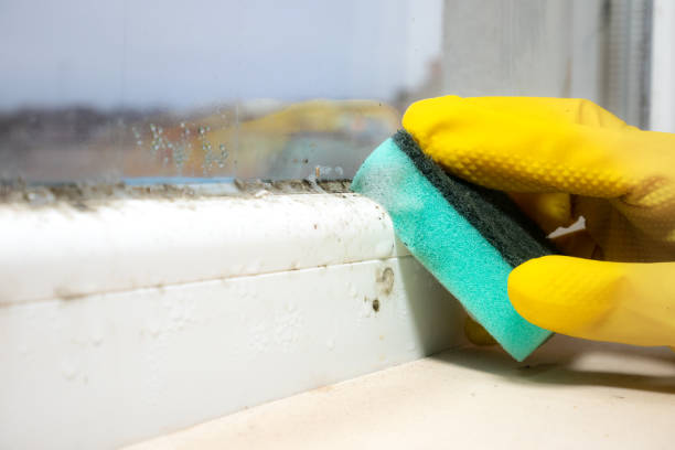 Best Kitchen Mold Remediation in Edgar, WI