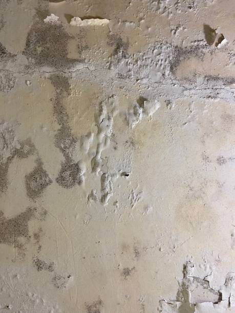 Professional Mold Remediation in Edgar, WI