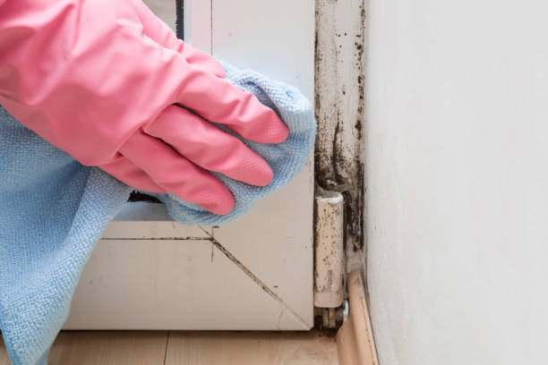 Best DIY Mold Remediation Support Services in Edgar, WI