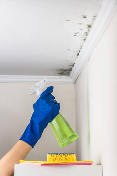 Best Emergency Mold Remediation in Edgar, WI